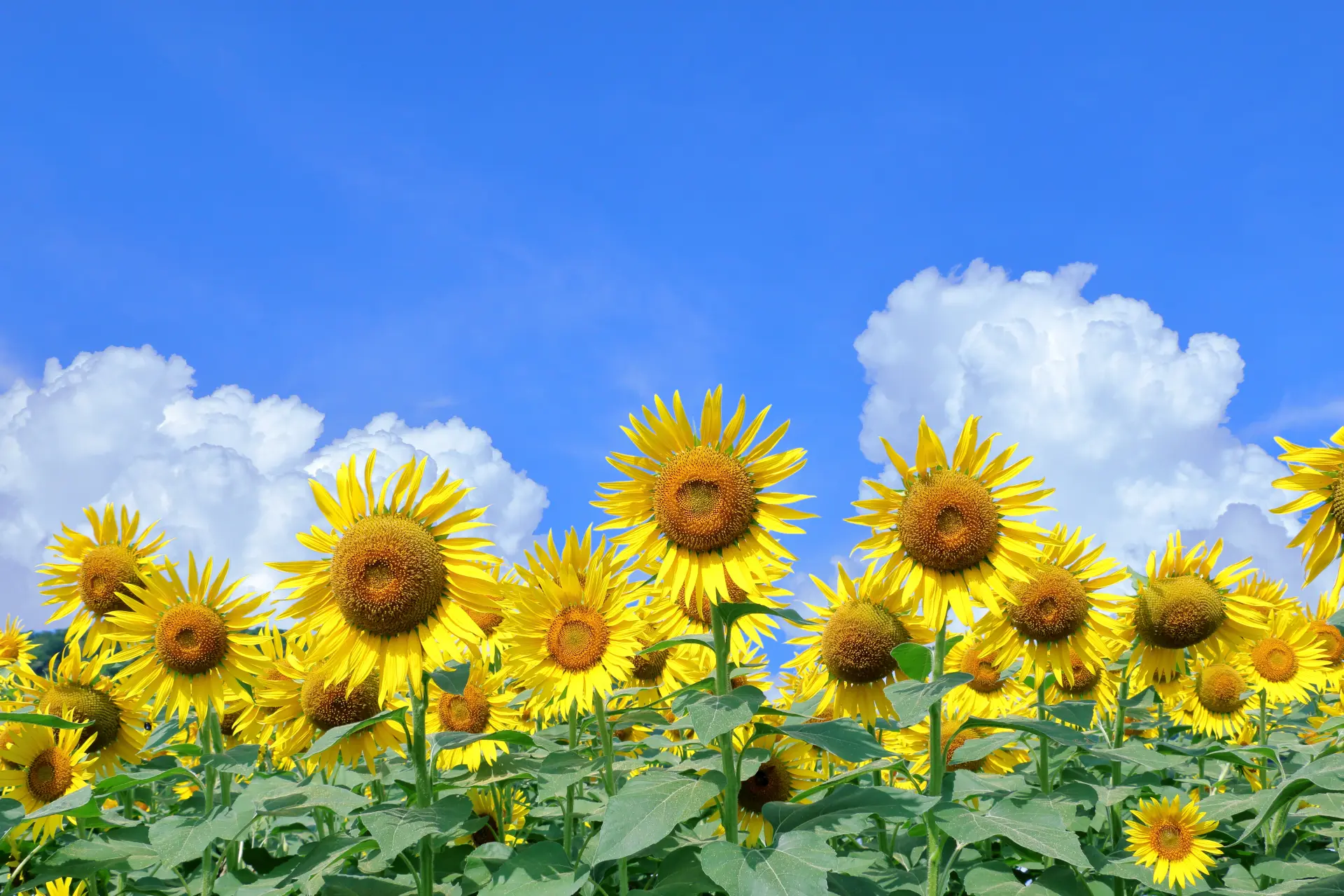 A field of sunflowers in full bloom under a bright blue summer sky with billowing white clouds.